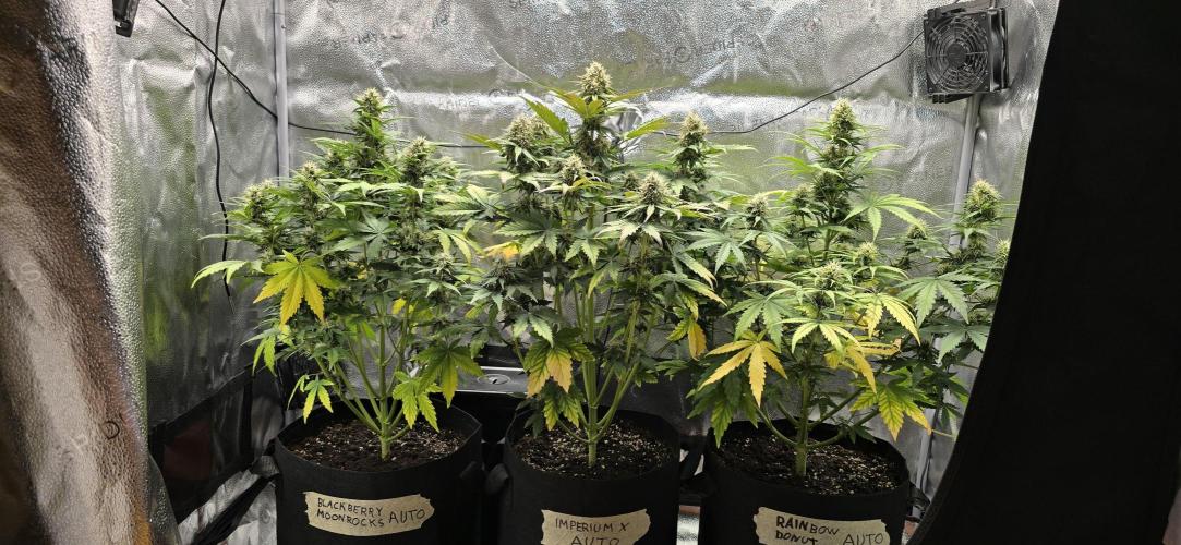 🔥3 Strains Chaos - Anesia Seeds grow. Week 8 - All 3 Day 53