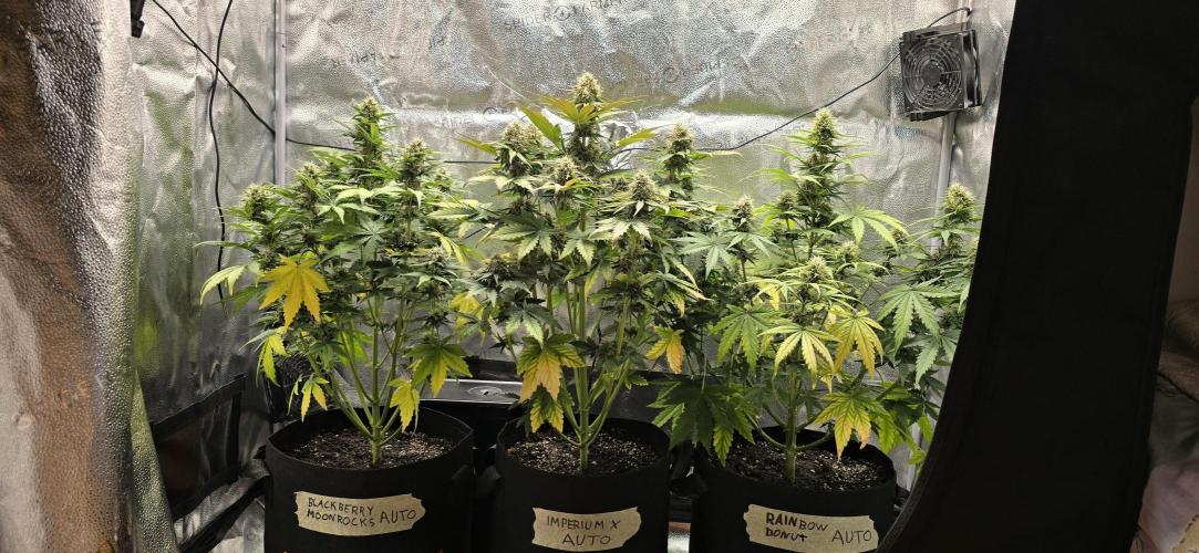 🔥3 Strains Chaos - Anesia Seeds grow. Week 8 - All 3 Day 54