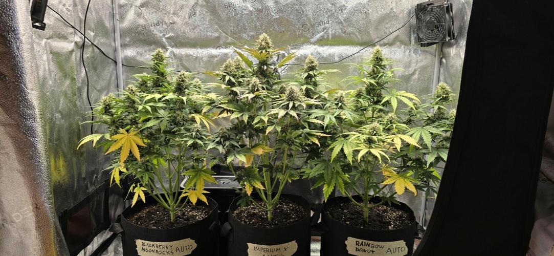 🔥3 Strains Chaos - Anesia Seeds grow. Week 8 - All 3 Day 55
