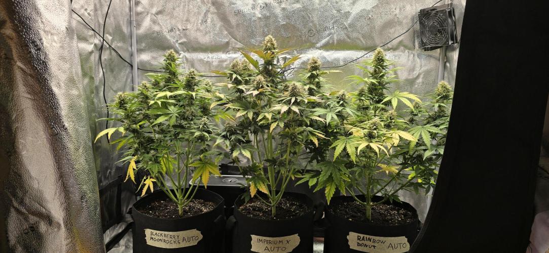 🔥3 Strains Chaos - Anesia Seeds grow. Week 8 - All 3 Day 56