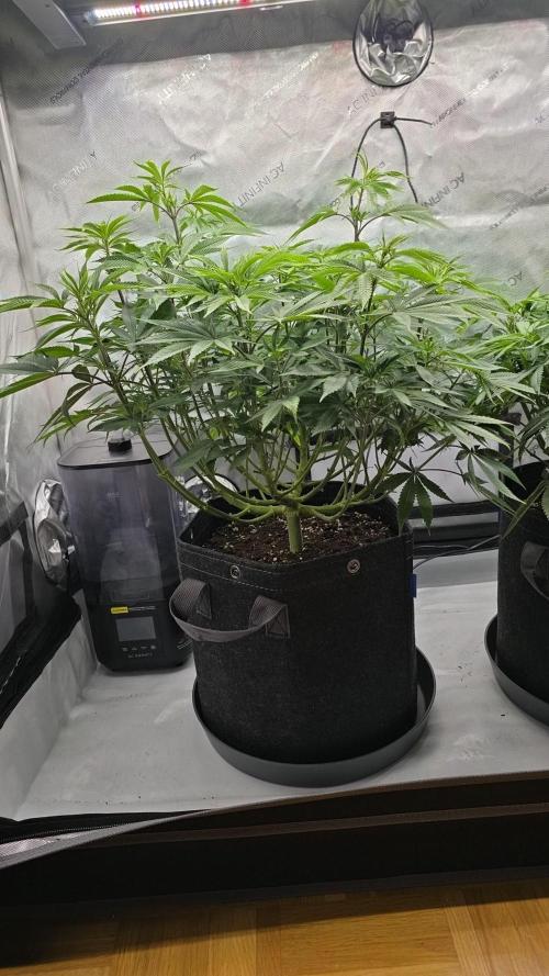 🍋Monster Lemon Cherry Gelato🍒🍦. Week 8 - side view