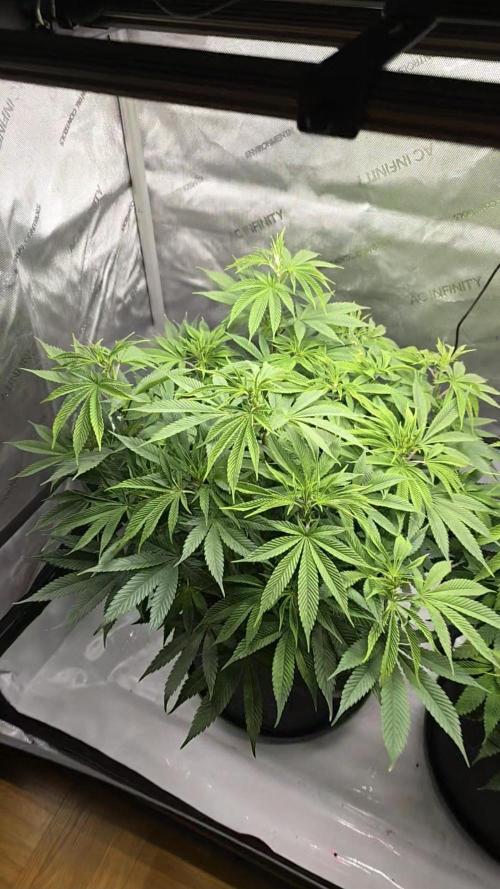 🍋Monster Lemon Cherry Gelato🍒🍦. Week 8
