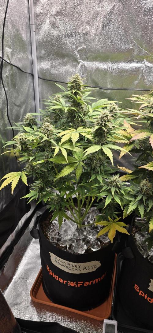 🔥3 Strains Chaos - Anesia Seeds grow. Week 9 - Blackberry Moonrocks Day 57