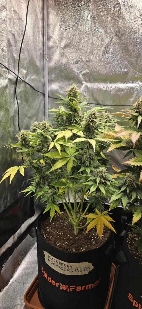 🔥3 Strains Chaos - Anesia Seeds grow. Week 9 - Blackberry Moonrocks Day 58