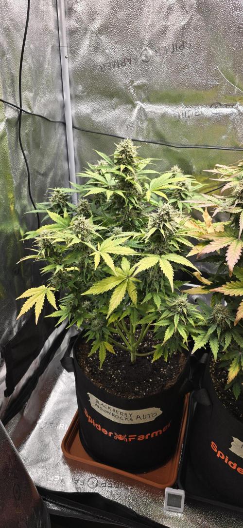 🔥3 Strains Chaos - Anesia Seeds grow. Week 9 - Blackberry Moonrocks Day 59