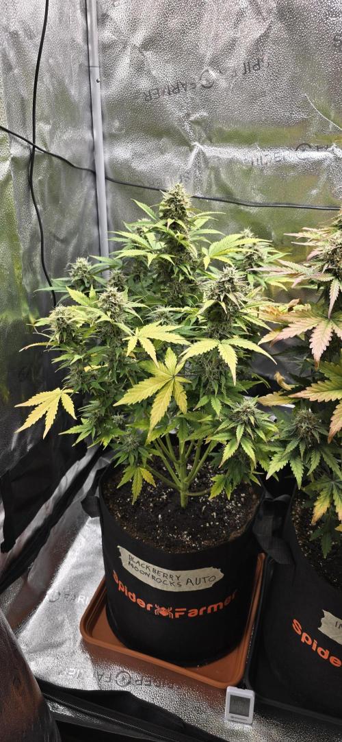 🔥3 Strains Chaos - Anesia Seeds grow. Week 9 - Blackberry Moonrocks Day 60