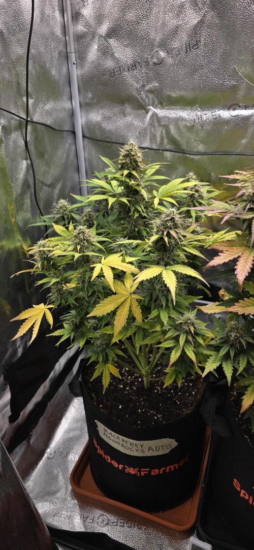 🔥3 Strains Chaos - Anesia Seeds grow. Week 9 - Blackberry Moonrocks Day 61