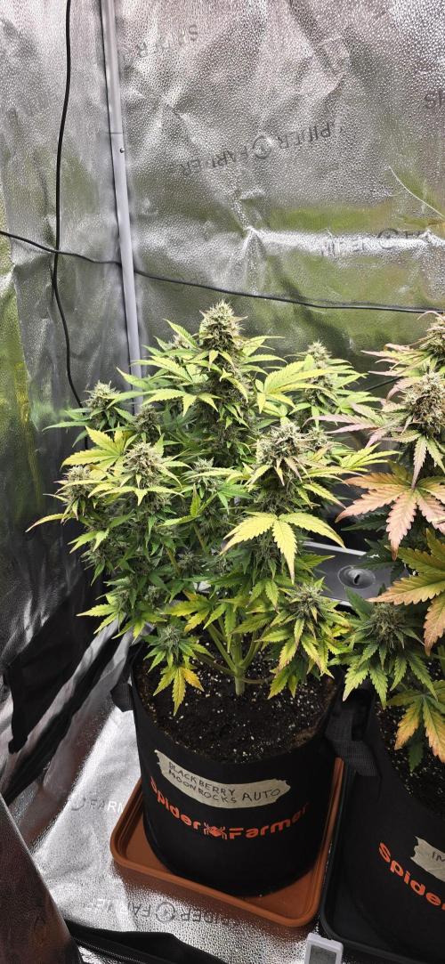 🔥3 Strains Chaos - Anesia Seeds grow. Week 9 - Blackberry Moonrocks Day 62