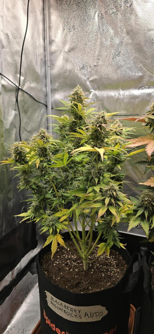 🔥3 Strains Chaos - Anesia Seeds grow. Week 9 - Blackberry Moonrocks Day 63