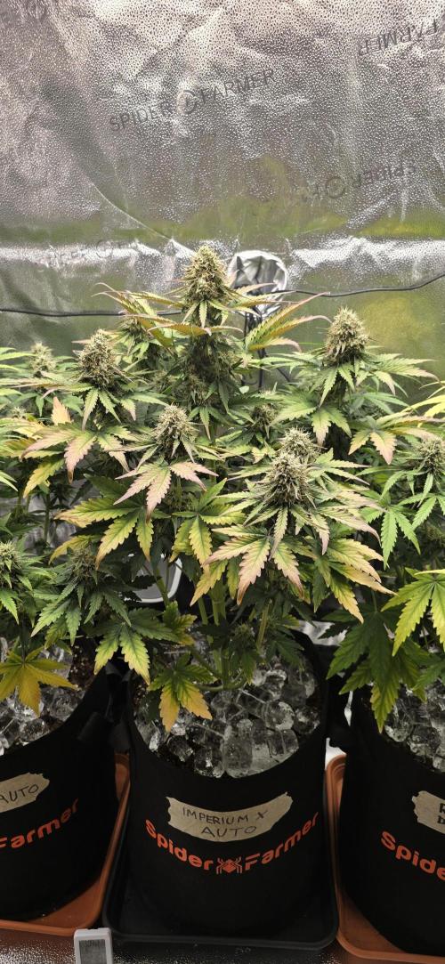 🔥3 Strains Chaos - Anesia Seeds grow. Week 9 - Imperium X Day 57