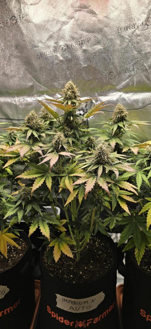 🔥3 Strains Chaos - Anesia Seeds grow. Week 9 - Imperium X Day 58