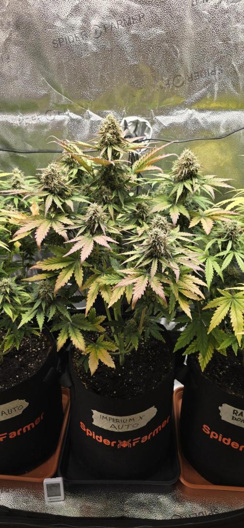 🔥3 Strains Chaos - Anesia Seeds grow. Week 9 - Imperium X Day 59