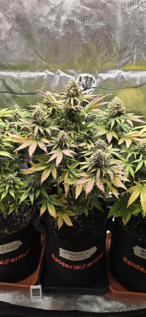 🔥3 Strains Chaos - Anesia Seeds grow. Week 9 - Imperium X Day 60