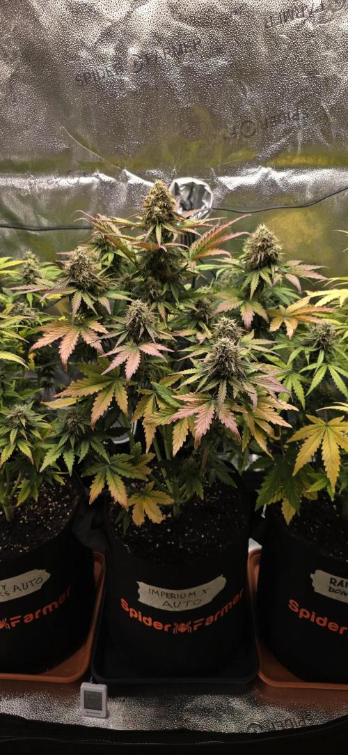 🔥3 Strains Chaos - Anesia Seeds grow. Week 9 - Imperium X Day 61