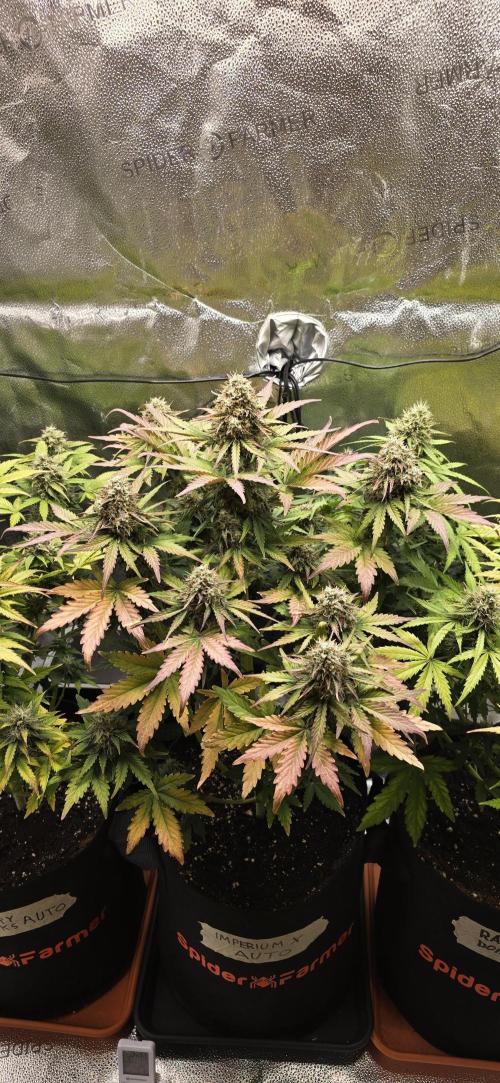 🔥3 Strains Chaos - Anesia Seeds grow. Week 9 - Imperium X Day 62