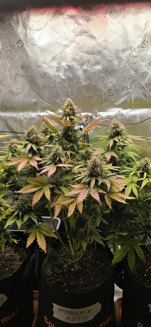 🔥3 Strains Chaos - Anesia Seeds grow. Week 9 - Imperium X Day 63