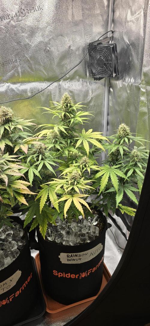 🔥3 Strains Chaos - Anesia Seeds grow. Week 9 - Rainbow Donut Day 57
