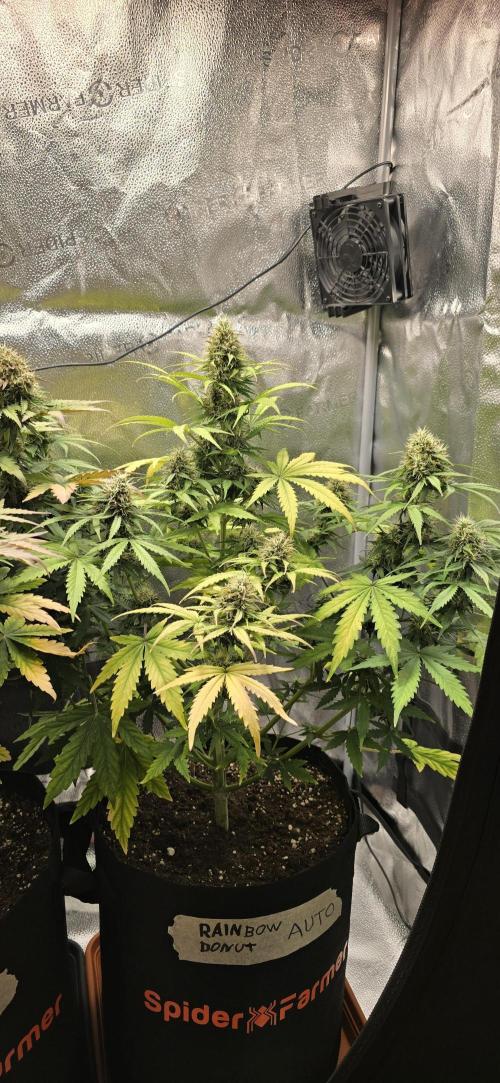 🔥3 Strains Chaos - Anesia Seeds grow. Week 9 - Rainbow Donut Day 58