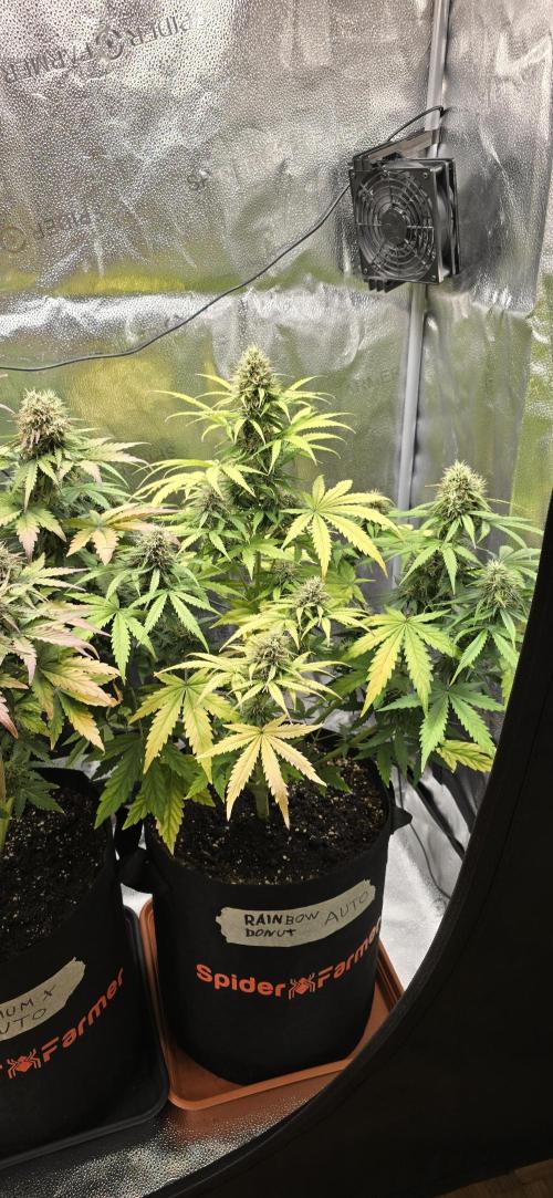 🔥3 Strains Chaos - Anesia Seeds grow. Week 9 - Rainbow Donut Day 59