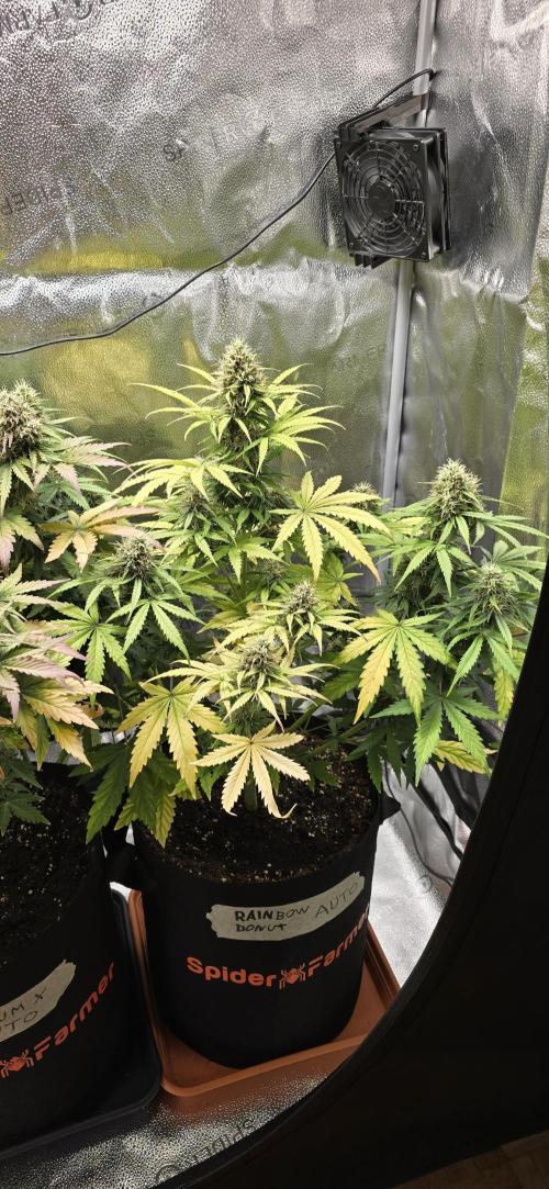 🔥3 Strains Chaos - Anesia Seeds grow. Week 9 - Rainbow Donut Day 60