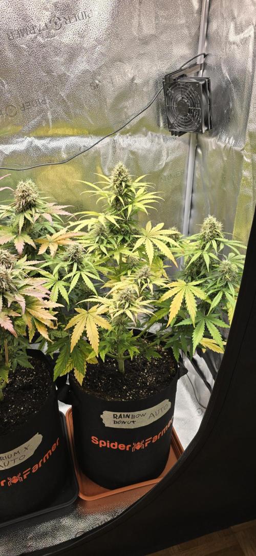 🔥3 Strains Chaos - Anesia Seeds grow. Week 9 - Rainbow Donut Day 61