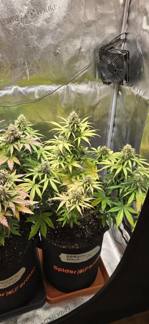 🔥3 Strains Chaos - Anesia Seeds grow. Week 9 - Rainbow Donut Day 62