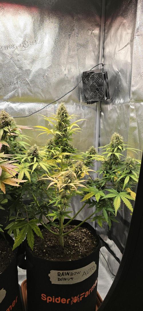 🔥3 Strains Chaos - Anesia Seeds grow. Week 9 - Rainbow Donut Day 63
