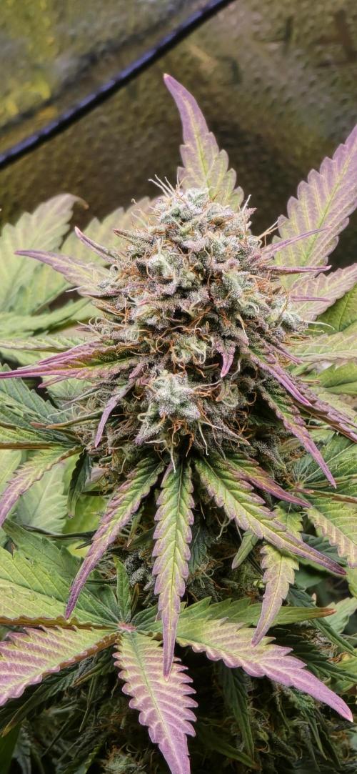 🔥3 Strains Chaos - Anesia Seeds grow. Week 9 - Imperium X