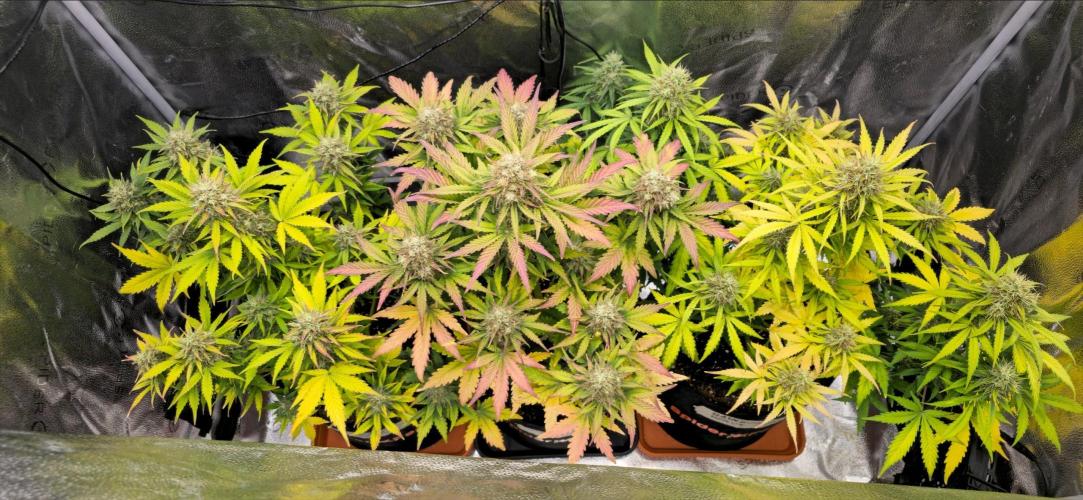 🔥3 Strains Chaos - Anesia Seeds grow. Week 9 - All 3 Above