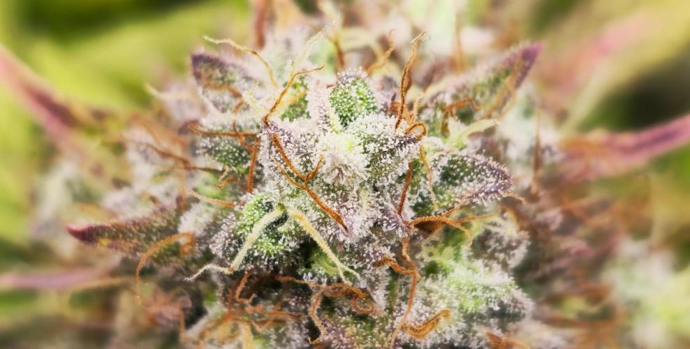 🔥3 Strains Chaos - Anesia Seeds grow. Week 9 - close up Imperium X