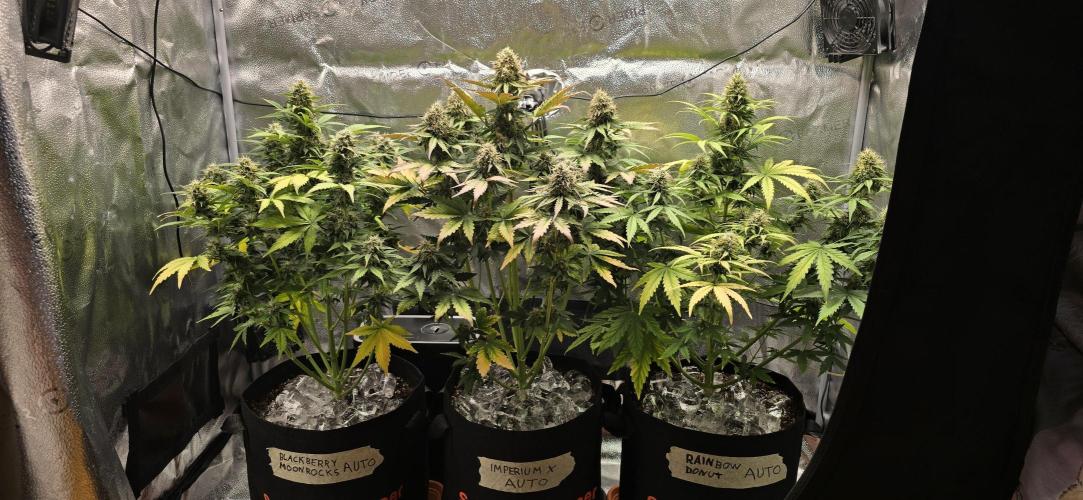 🔥3 Strains Chaos - Anesia Seeds grow. Week 9 - All 3 Day 57