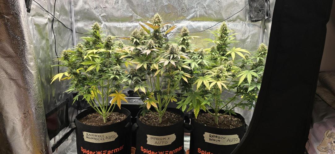 🔥3 Strains Chaos - Anesia Seeds grow. Week 9 - All 3 Day 58