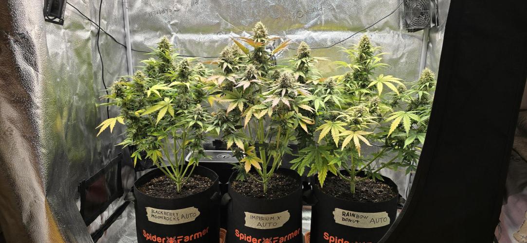 🔥3 Strains Chaos - Anesia Seeds grow. Week 9 - All 3 Day 59