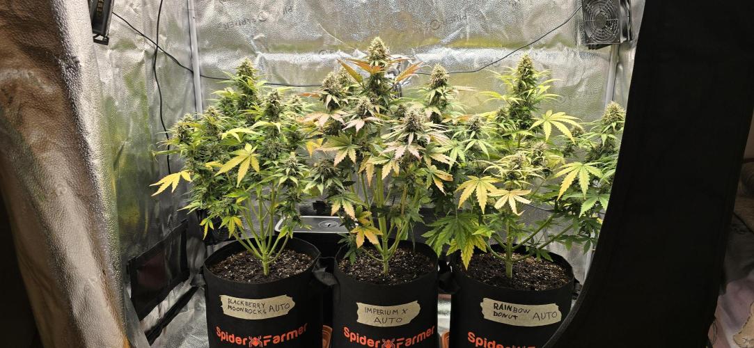 🔥3 Strains Chaos - Anesia Seeds grow. Week 9 - All 3 Day 60