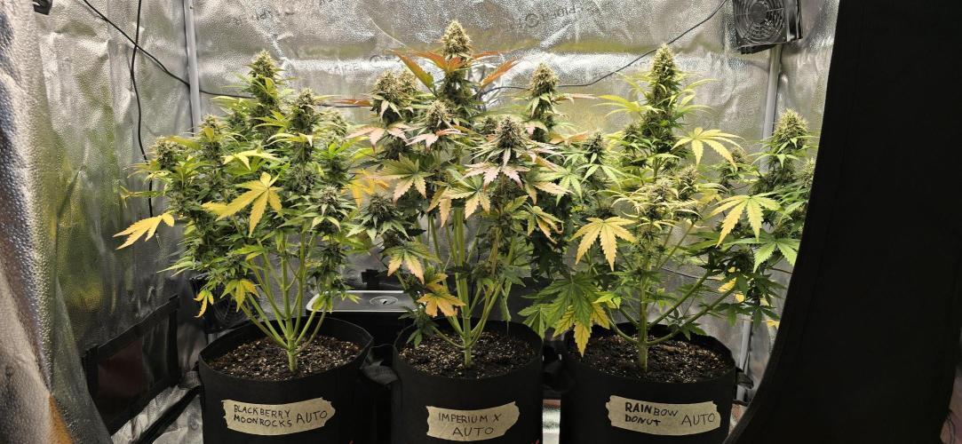 🔥3 Strains Chaos - Anesia Seeds grow. Week 9 - All 3 Day 61