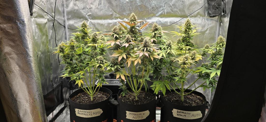 🔥3 Strains Chaos - Anesia Seeds grow. Week 9 - All 3 Day 62