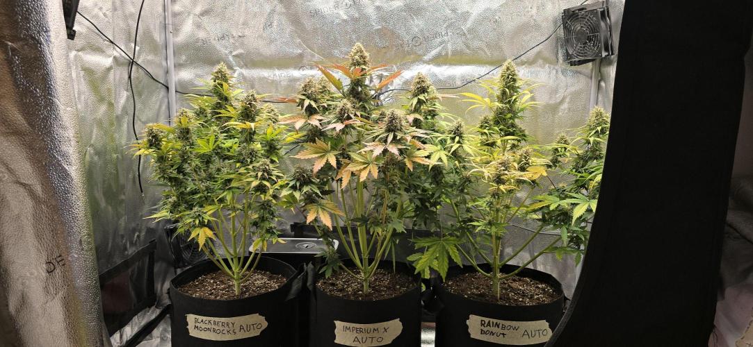 🔥3 Strains Chaos - Anesia Seeds grow. Week 9 - All 3 Day 63