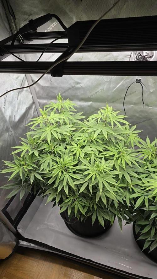 🍋Monster Lemon Cherry Gelato🍒🍦. Week 9 - left plant