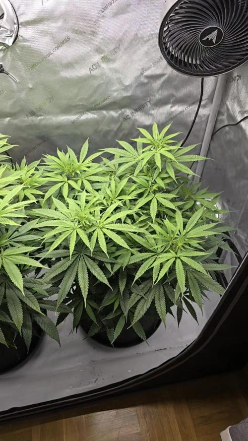 🍋Monster Lemon Cherry Gelato🍒🍦. Week 9 - right plant
