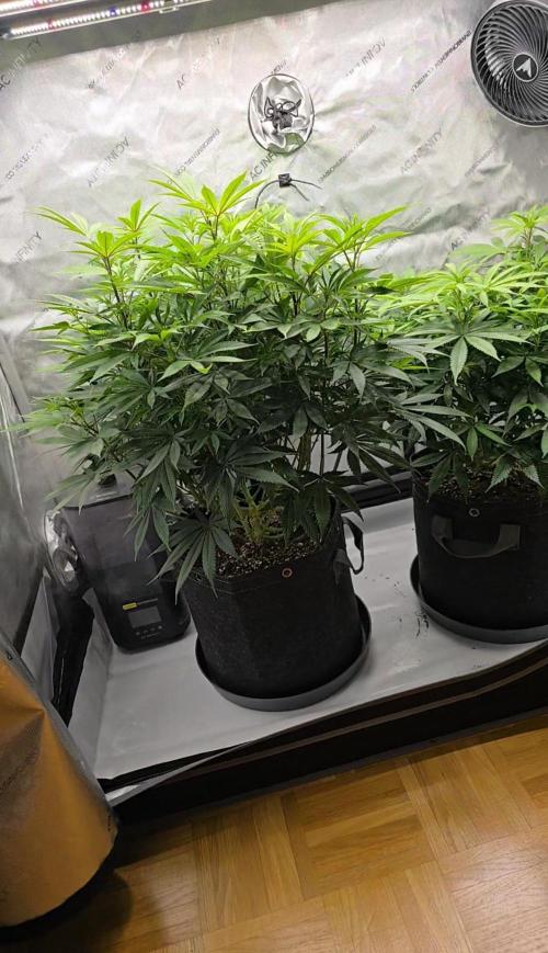 🍋Monster Lemon Cherry Gelato🍒🍦. Week 9 - left plant