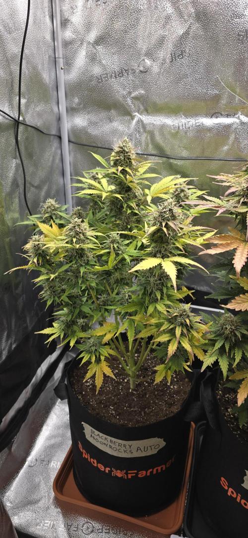 🔥3 Strains Chaos - Anesia Seeds grow. Week 10 - Blackberry Moonrocks Day 64