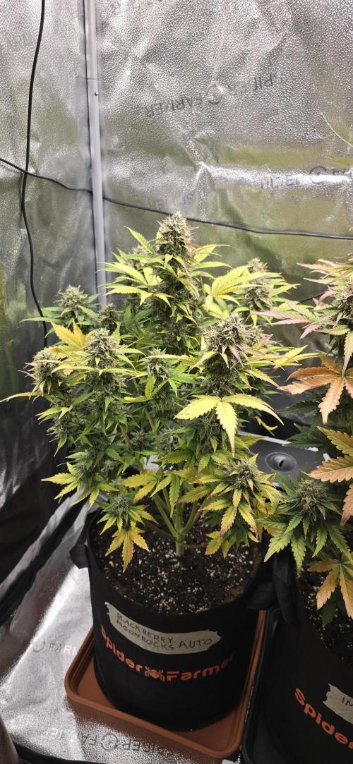 🔥3 Strains Chaos - Anesia Seeds grow. Week 10 - Blackberry Moonrocks Day 65