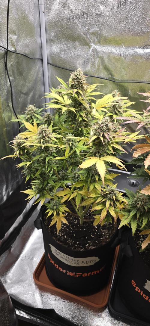 🔥3 Strains Chaos - Anesia Seeds grow. Week 10 - Blackberry Moonrocks Day 66