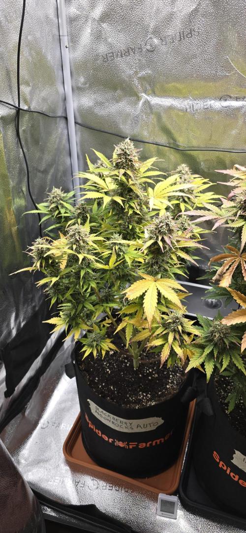 🔥3 Strains Chaos - Anesia Seeds grow. Week 10 - Blackberry Moonrocks Day 67