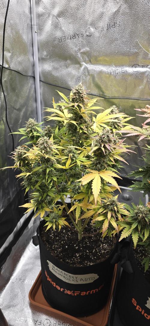 🔥3 Strains Chaos - Anesia Seeds grow. Week 10 - Blackberry Moonrocks Day 68