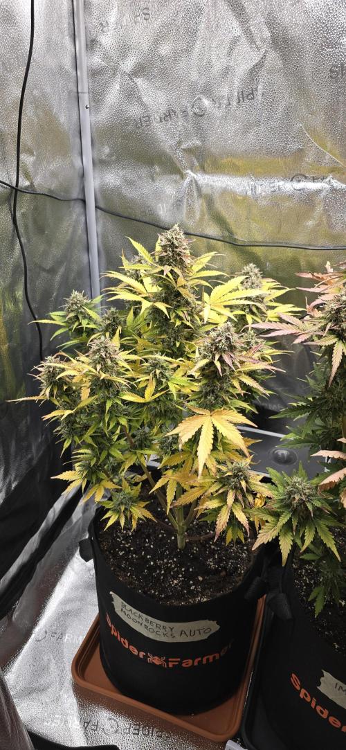 🔥3 Strains Chaos - Anesia Seeds grow. Week 10 - Blackberry Moonrocks Day 69
