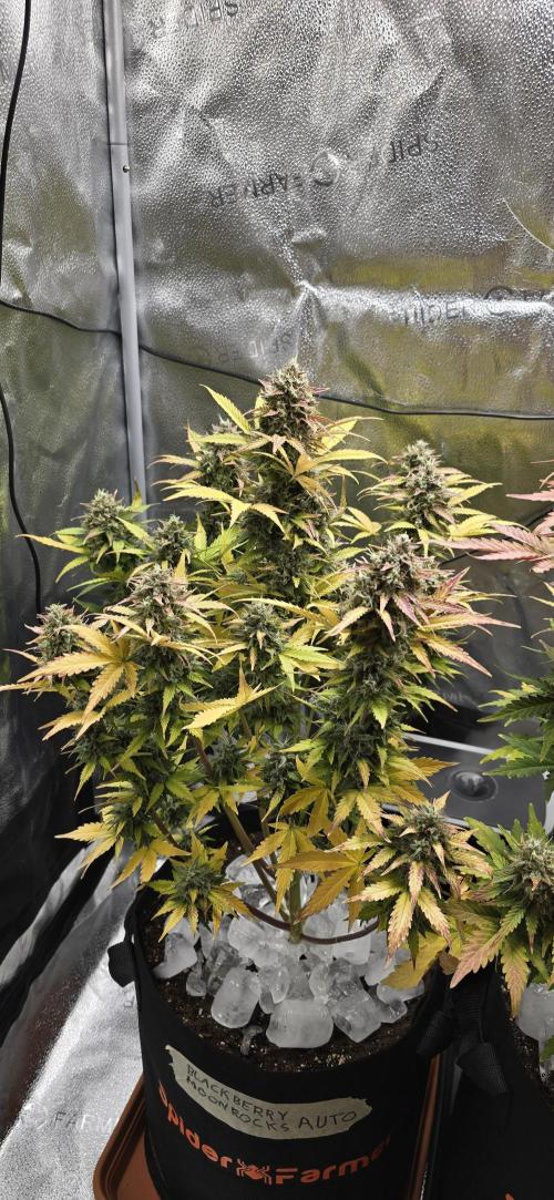 🔥3 Strains Chaos - Anesia Seeds grow. Week 10 - Blackberry Moonrocks Day 70