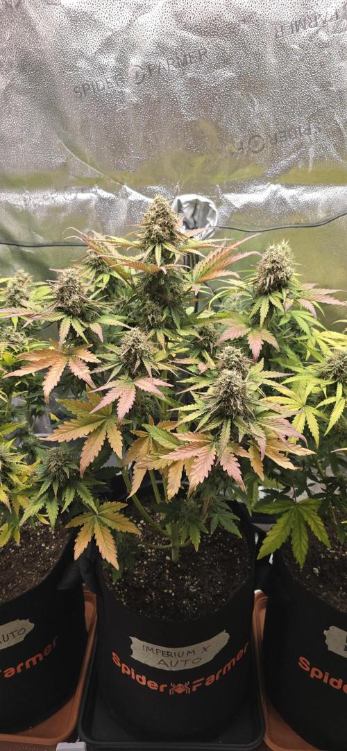 🔥3 Strains Chaos - Anesia Seeds grow. Week 10 - Imperium X Day 64