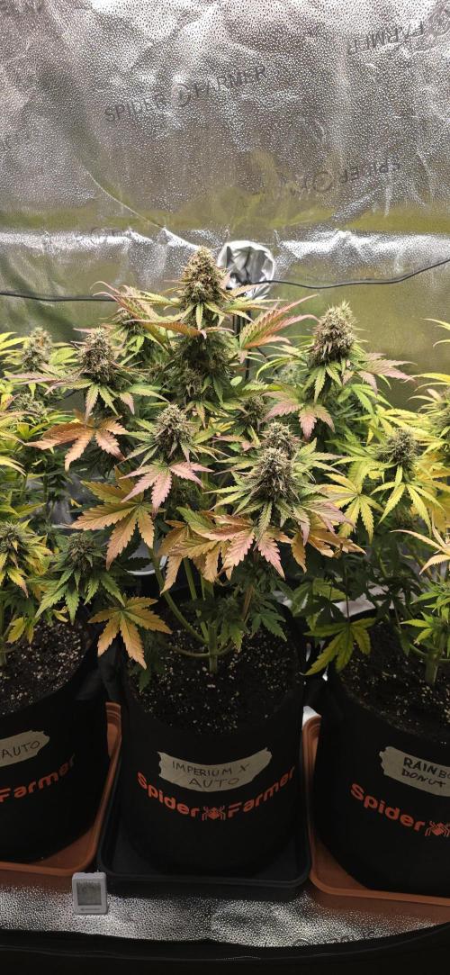 🔥3 Strains Chaos - Anesia Seeds grow. Week 10 - Imperium X Day 65