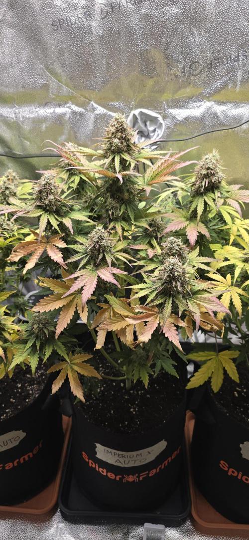 🔥3 Strains Chaos - Anesia Seeds grow. Week 10 - Imperium X Day 66